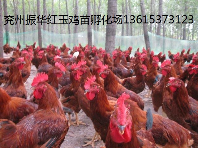 紅玉公雞苗價(jià)格|純紅公雞苗價(jià)格|大紅公雞苗價(jià)格