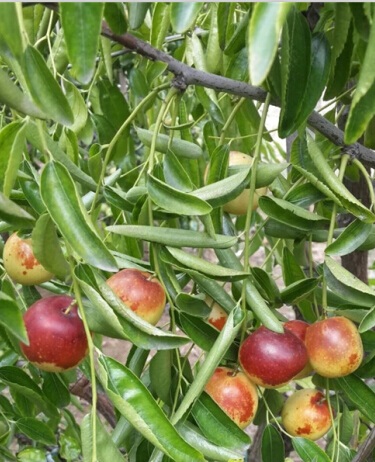 煙臺短枝冬棗怎樣種植存活率高