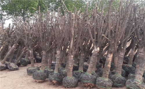 樂陵冬棗樹苗種植技術