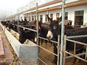 山東運盛牧業扶貧河北肉驢養殖場